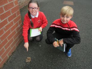 P6 & 7 Autumn Walk October 2015